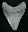 Grey Bone Valley Megalodon Tooth #8016-2